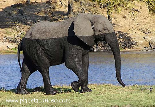elefante-mojado.jpg